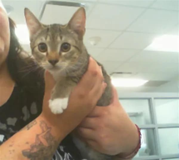 Babygirl - Domestic Shorthair