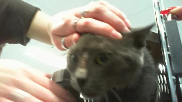 Moon Bean - Domestic Shorthair