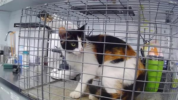 Rosemary - Domestic Shorthair