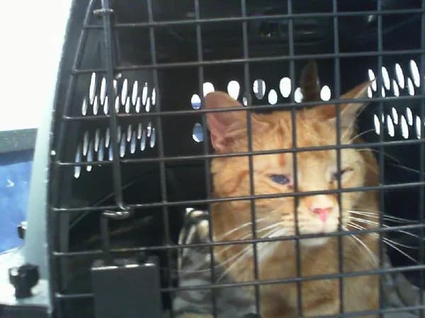 Unnamed - Domestic Shorthair