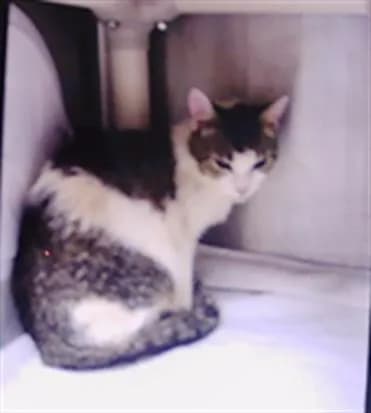 Unnamed - Domestic Shorthair