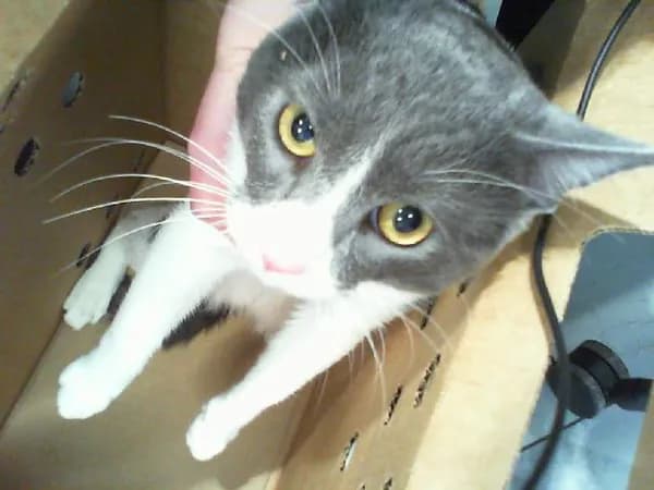 Seven - Domestic Shorthair