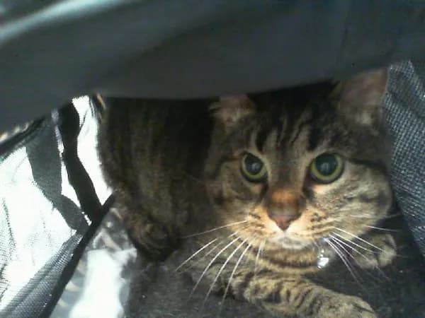 Lucky - Domestic Shorthair
