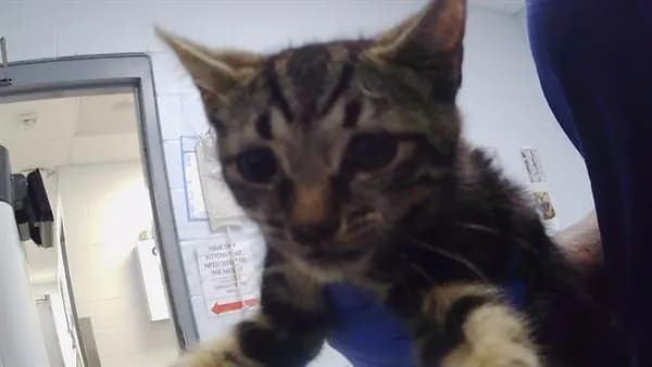 Unnamed - Domestic Shorthair
