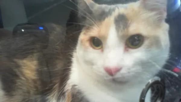 Aila - Domestic Shorthair