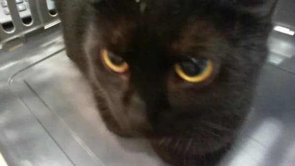 Unnamed - Domestic Shorthair