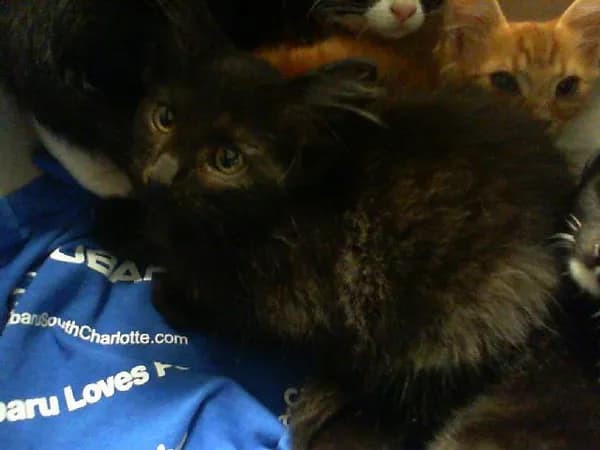 Vader - Domestic Shorthair