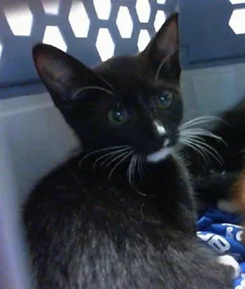 Darth - Domestic Shorthair