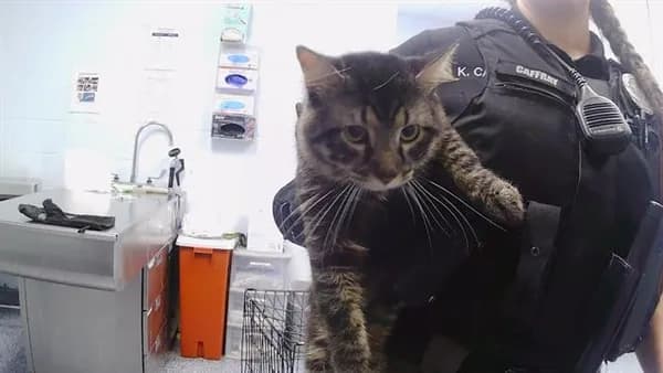 Junior - Domestic Shorthair