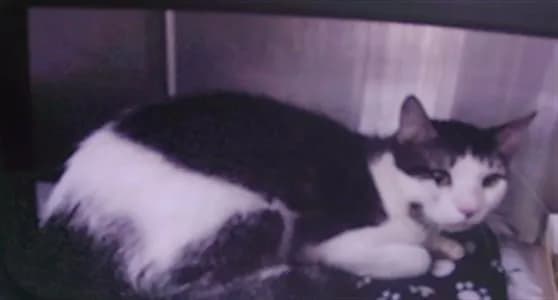 Baby - Domestic Shorthair