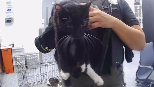 Unnamed - Domestic Shorthair
