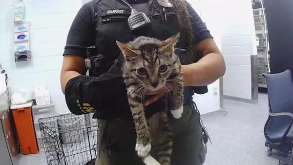 Unnamed - Domestic Shorthair