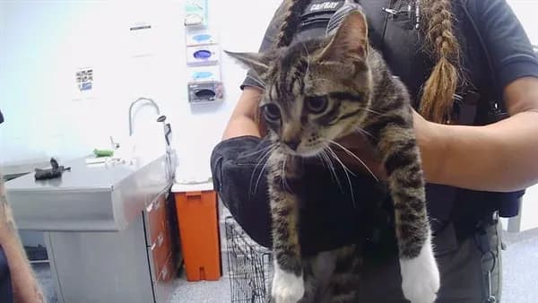 Unnamed - Domestic Shorthair