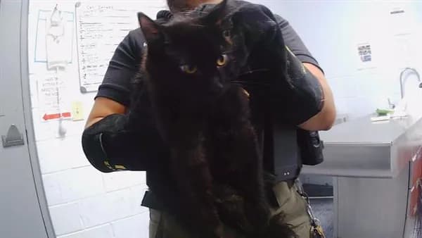 Unnamed - Domestic Shorthair