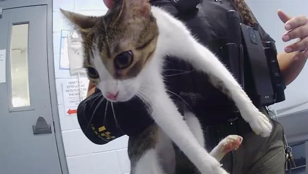 Little One - Domestic Shorthair
