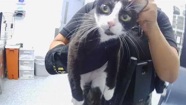 Unnamed - Domestic Shorthair