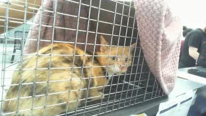 Sophie - Domestic Shorthair
