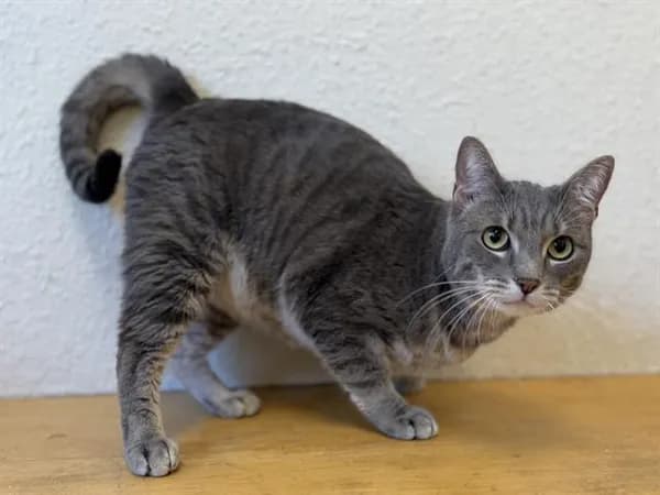 Yoogi - Domestic Shorthair