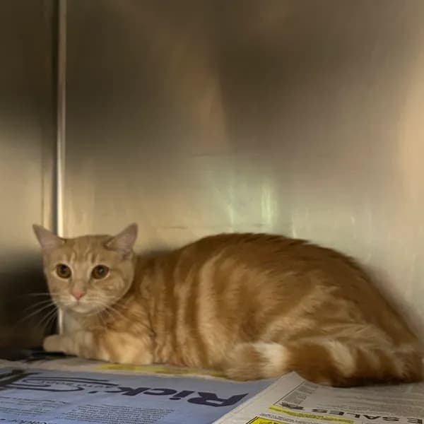 Simba-$199 - Domestic Shorthair