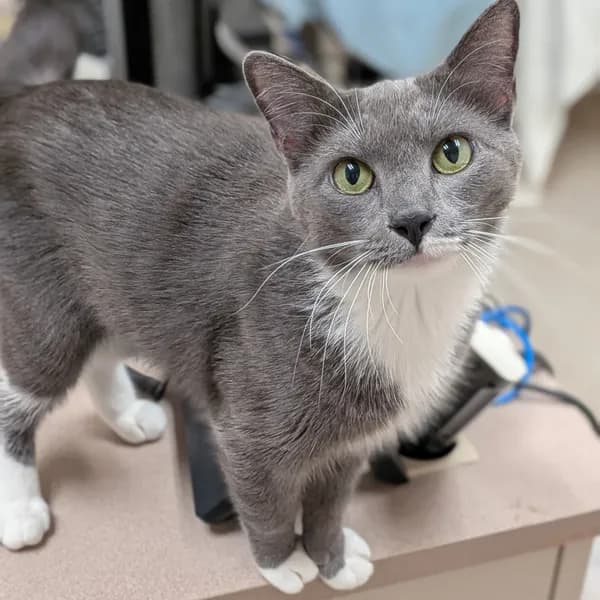Luna - Domestic Shorthair