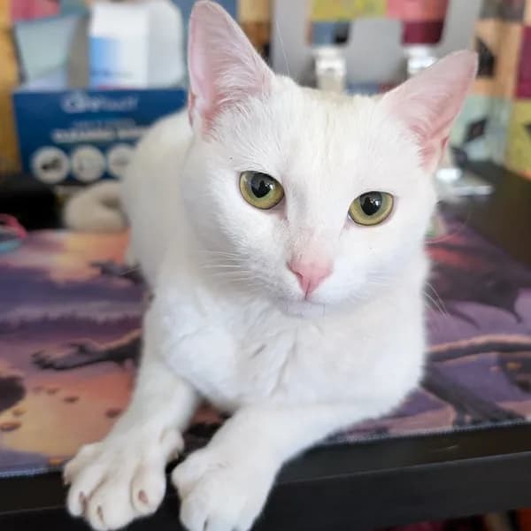 Marshmallow - Domestic Shorthair