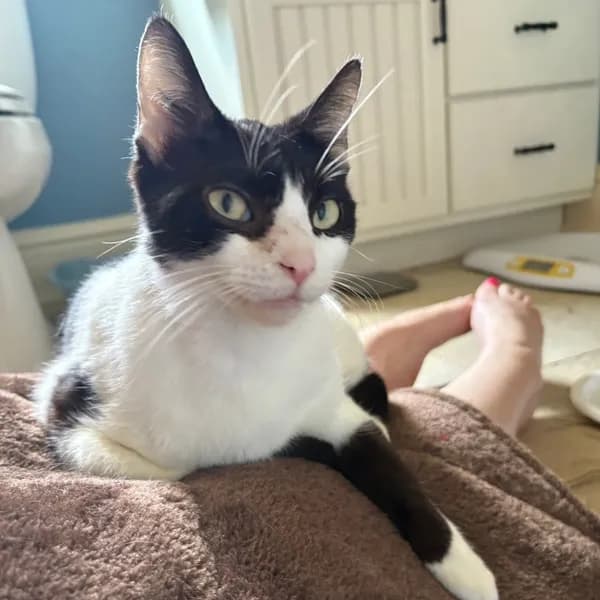 Orca-$99 - Domestic Shorthair