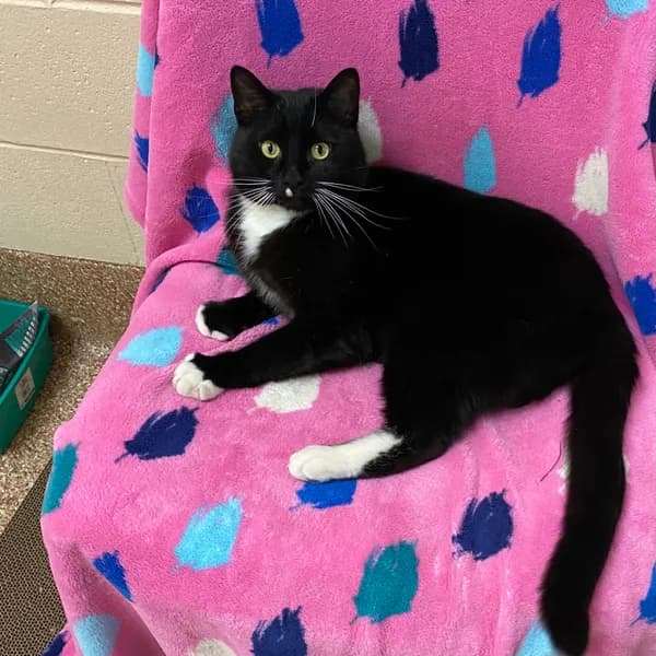 Bamby-in Foster - Domestic Shorthair