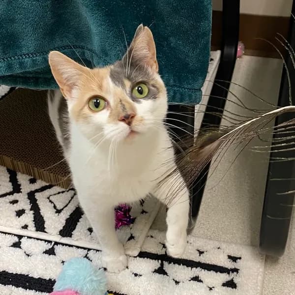 Petunia - Domestic Shorthair