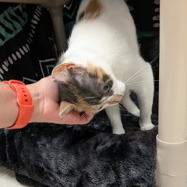 Petunia - thumbnail 4