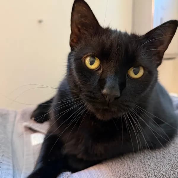 Ella - Domestic Shorthair