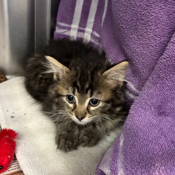 Midnight Snack-tiny Spirit Kitten - thumbnail 2