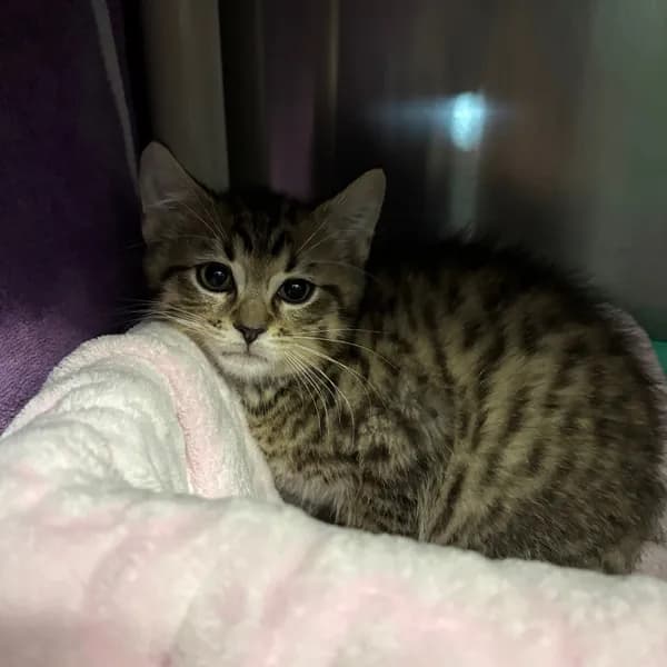 Burnt Tortilla-tiny Spirit Kitten - thumbnail 2