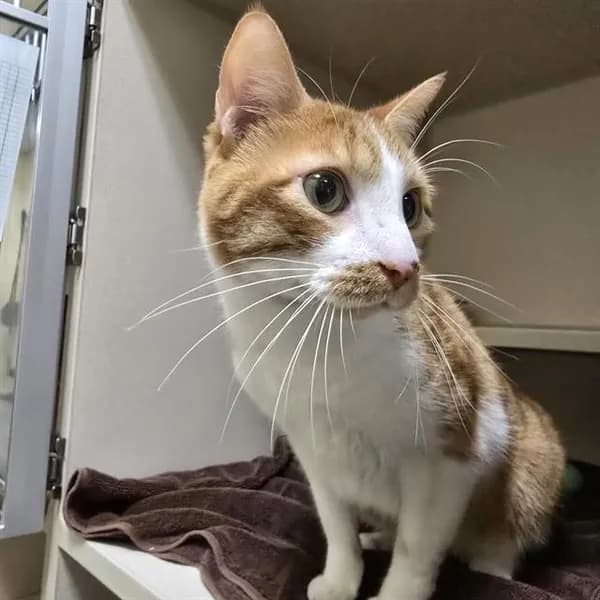 Meow - Domestic Shorthair
