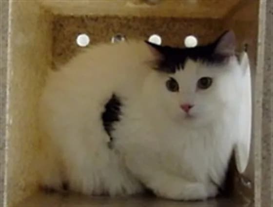 Snowball - Domestic Shorthair