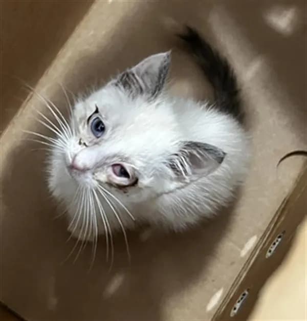 Snowflake - Domestic Mediumhair