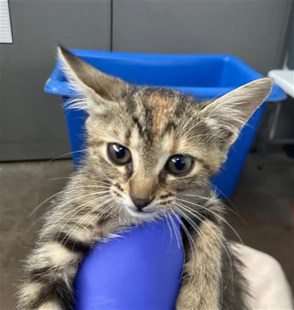 Summer - Domestic Shorthair