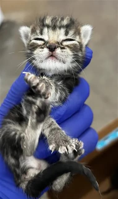 Larry - Domestic Mediumhair