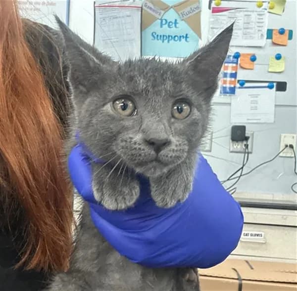Amaya - Domestic Shorthair