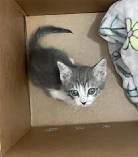 Jade - Domestic Shorthair