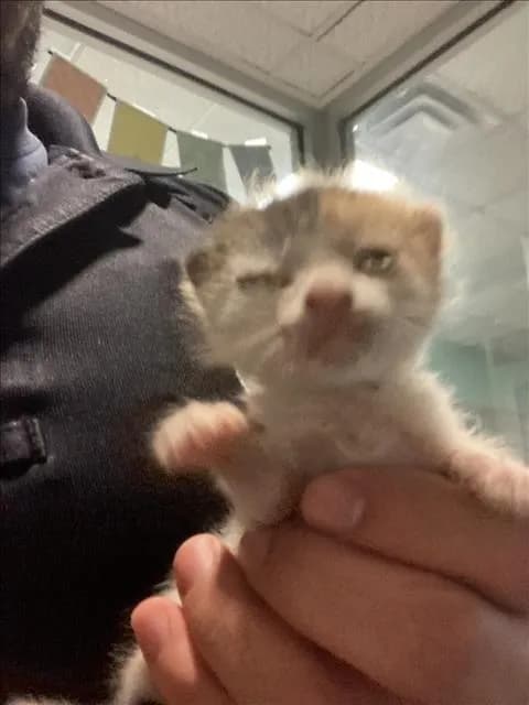 Kelly - Domestic Shorthair