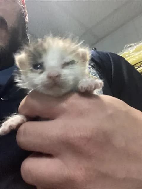 Jamie - Domestic Shorthair