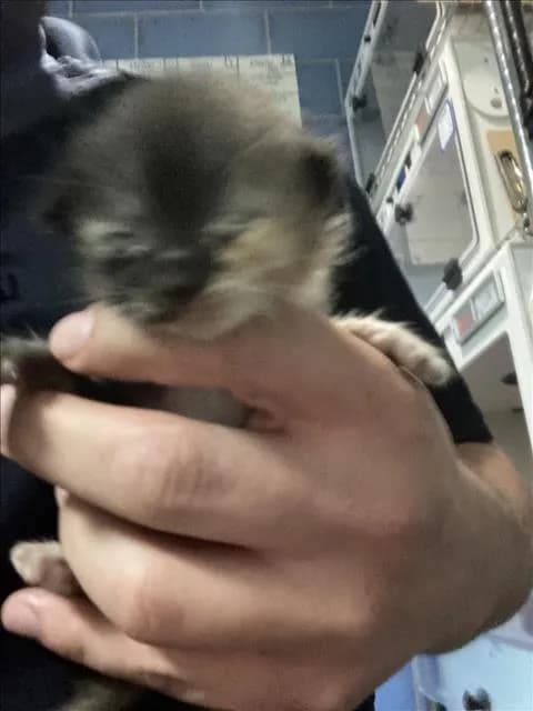 Jesse - Domestic Shorthair