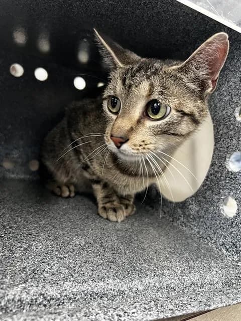 Spencer - Domestic Mediumhair