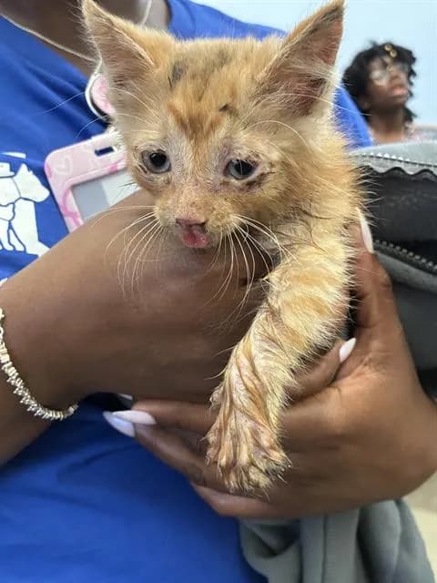 Bubbles - Domestic Shorthair