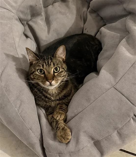 Tom Jr - Domestic Shorthair