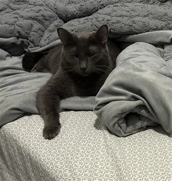 Chloe - Domestic Shorthair