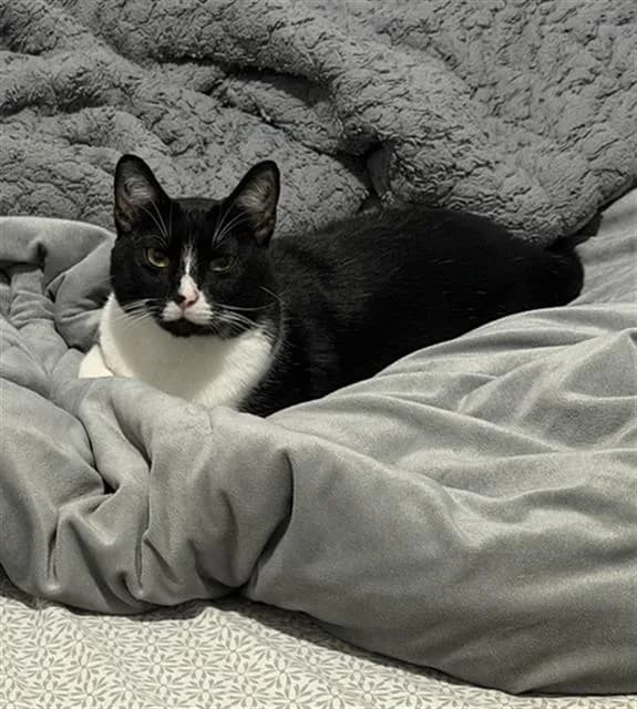 Rubi - Domestic Shorthair