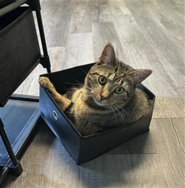 Marble - Domestic Shorthair