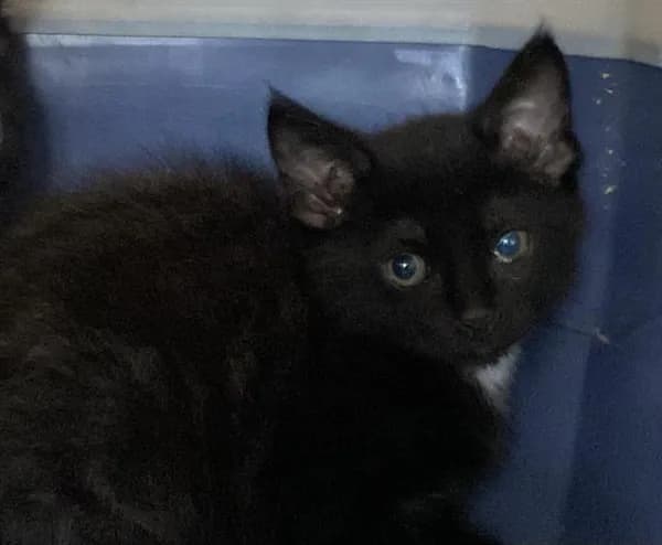 Kat - Domestic Shorthair