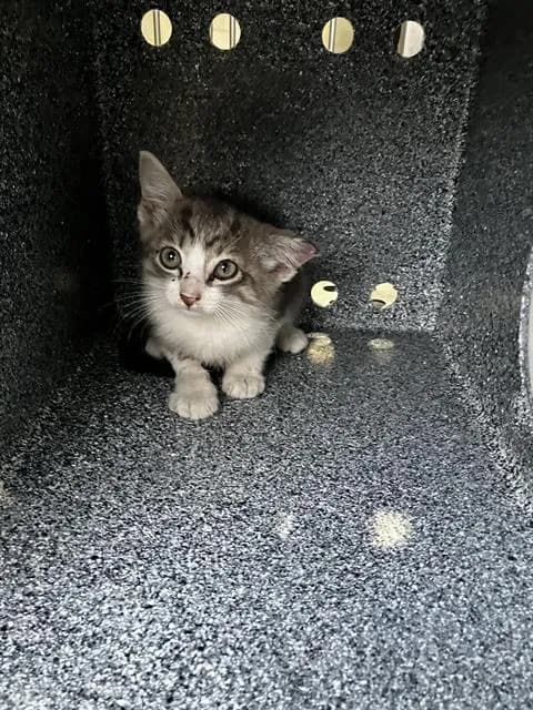 Scooter - Domestic Shorthair